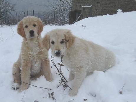 golden retriever - Golden Retriever