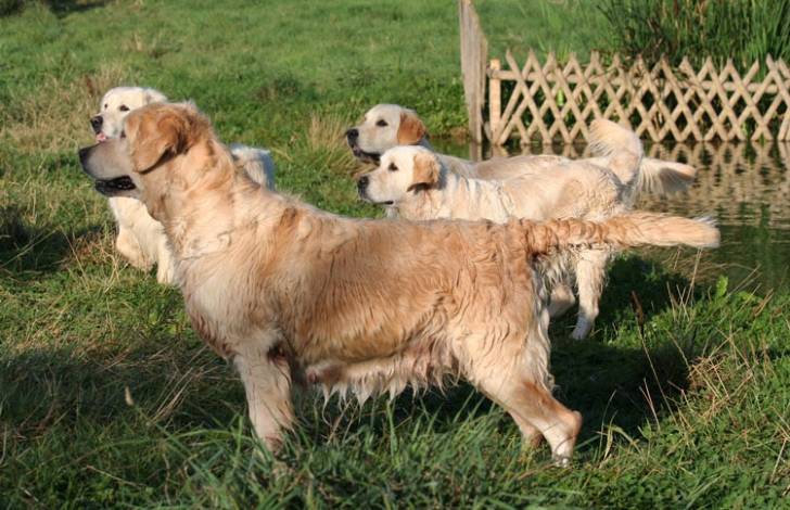 Rosabelle , B-Dow , Ousef et Boudha - Golden Retriever