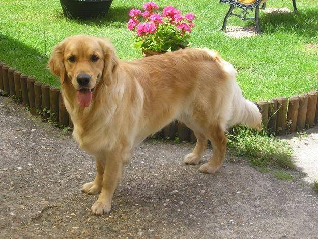 tobby - Golden Retriever (4 ans)