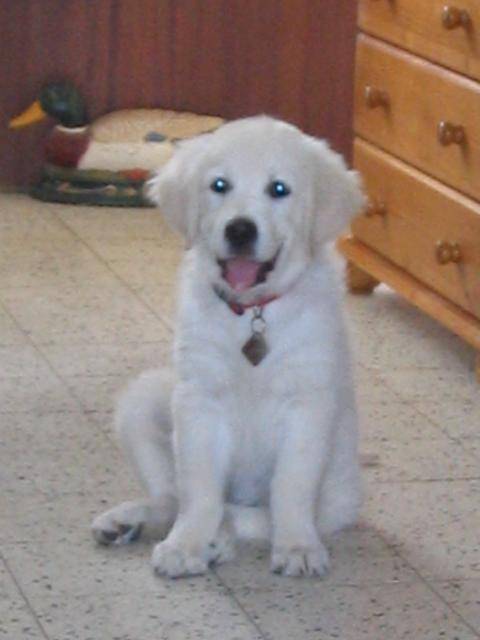 golden retriever - Golden Retriever