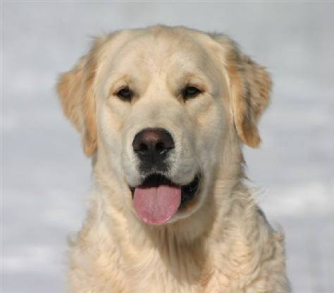 golden retriever - Golden Retriever