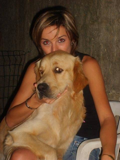 golden retriever/luky - Golden Retriever