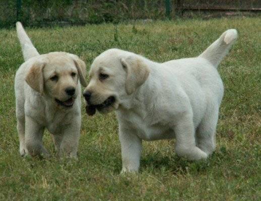 golden retriever - Golden Retriever