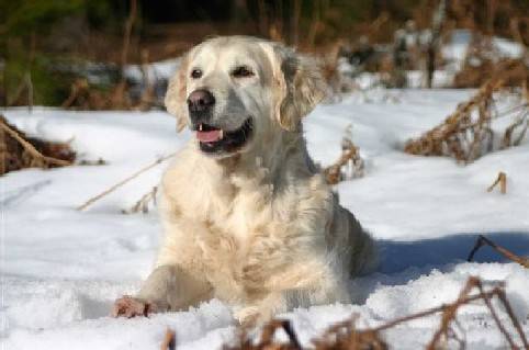 golden retriever - Golden Retriever