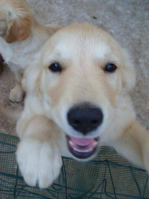 golden retriever/bébé de luky et théa - Golden Retriever