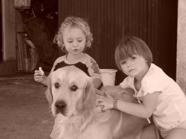 golden retriever/luky - Golden Retriever