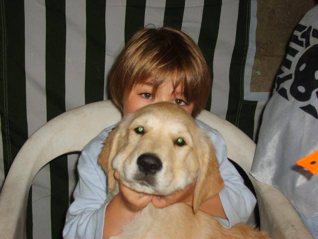 golden retriever/bébé de luky et théa - Golden Retriever