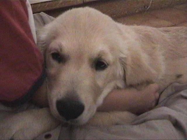 golden retriever/bébé de luky et théa - Golden Retriever