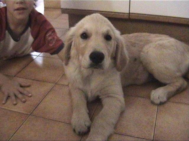 golden retriever/bébé de luky et théa - Golden Retriever