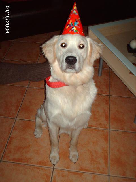 golden retriever aimète - Golden Retriever