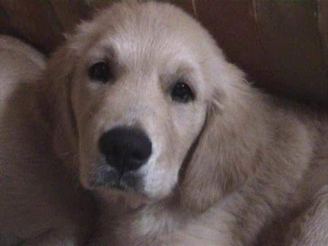 golden retriever/bébé de luky et théa - Golden Retriever