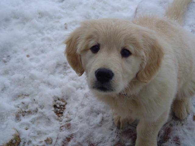 GOLDEN RETRIEVER VIKKI - Golden Retriever