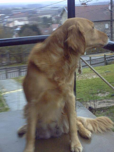 golden-rétriever us Tilia - Golden Retriever