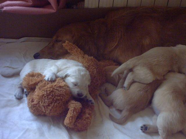 BB golden-retriever - Golden Retriever