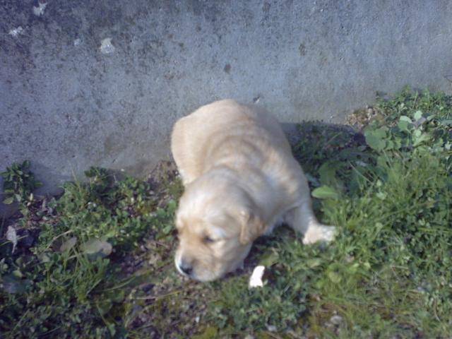 BB golden-retriever - Golden Retriever
