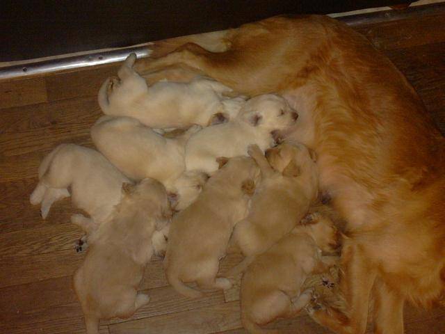 BB golden-retriever - Golden Retriever