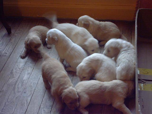 BB golden-retriever - Golden Retriever