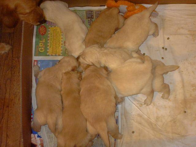 BB golden-retriever - Golden Retriever