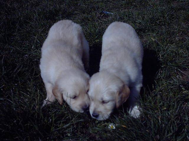 BB golden-retriever - Golden Retriever