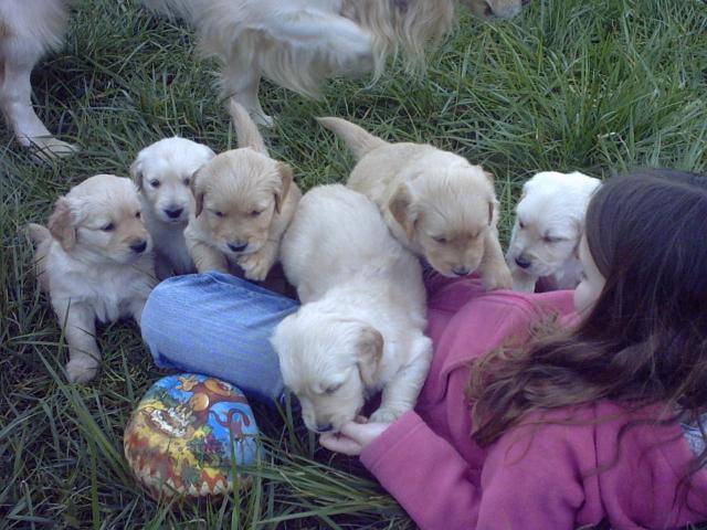 BB golden-retriever - Golden Retriever