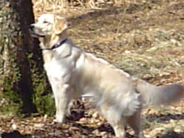 GOLDEN RETRIEVER VIKKI - Golden Retriever