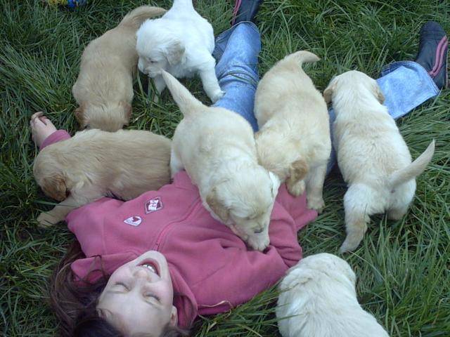 BB golden-retriever - Golden Retriever