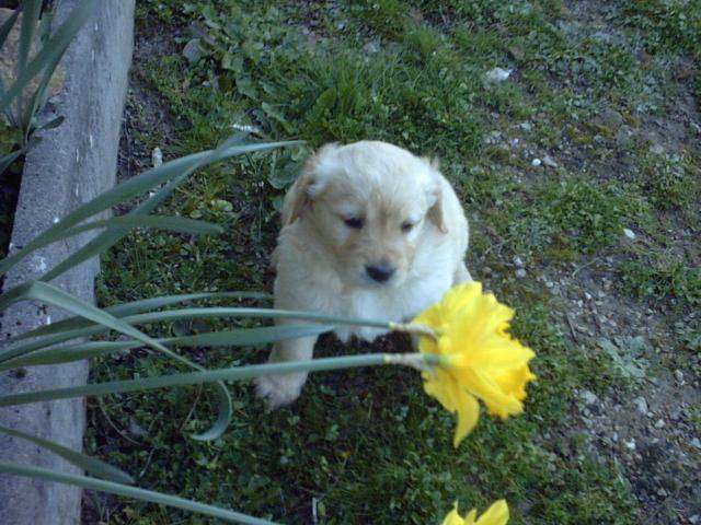 BB golden-retriever - Golden Retriever