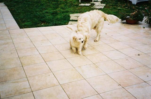 golden retriever/ victory et bounty - Golden Retriever