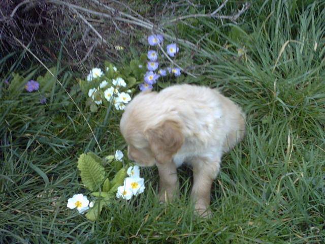 golden-rétriever Tilia et sa famille - Golden Retriever