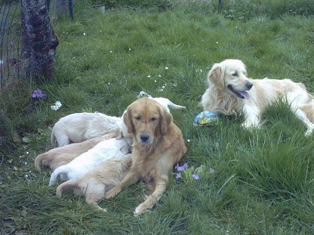 golden-rétriever Tilia et sa famille - Golden Retriever