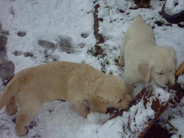 BB golden-retriever - Golden Retriever