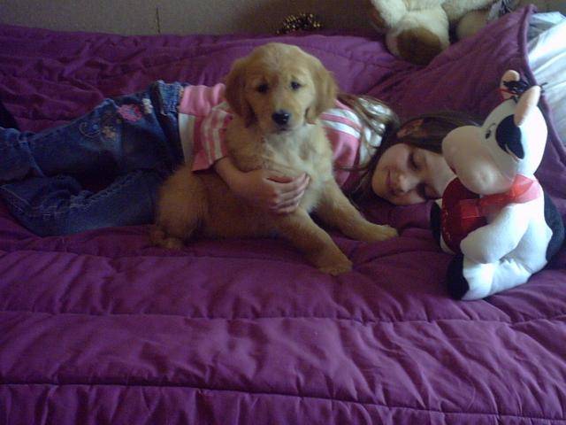 BB golden-retriever - Golden Retriever