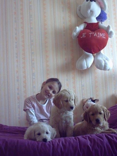 BB golden-retriever - Golden Retriever