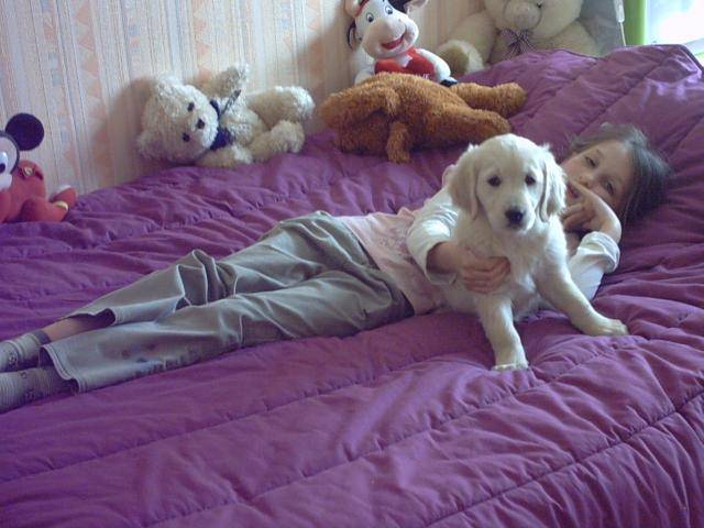BB golden-retriever - Golden Retriever