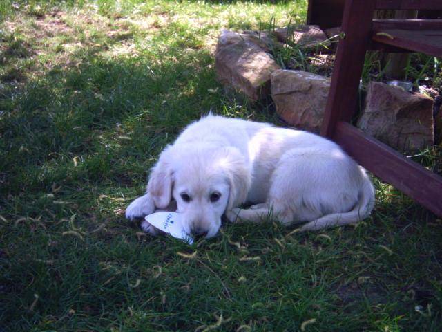 Golden retriever Chiara - Golden Retriever
