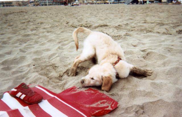BB golden-retriever - Golden Retriever
