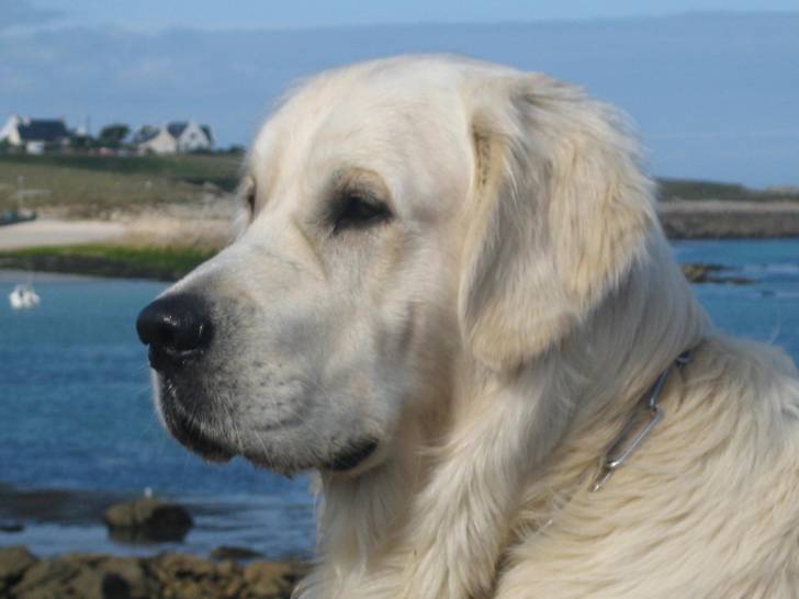 Eden - Golden Retriever Mâle (2 ans)