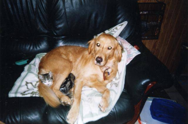 golden rétriever Tilia - Golden Retriever