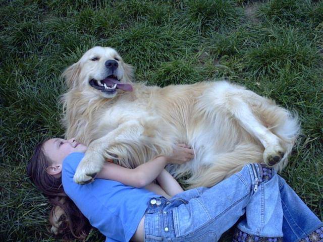golden retriever velvet - Golden Retriever