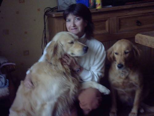 golden rétriever Tilia et Velvet - Golden Retriever