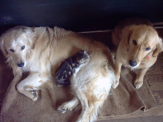 golden rétriever Tilia et Velvet - Golden Retriever