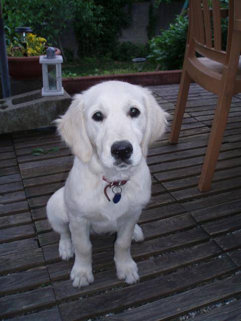 Golden Retriever Chiara - Golden Retriever
