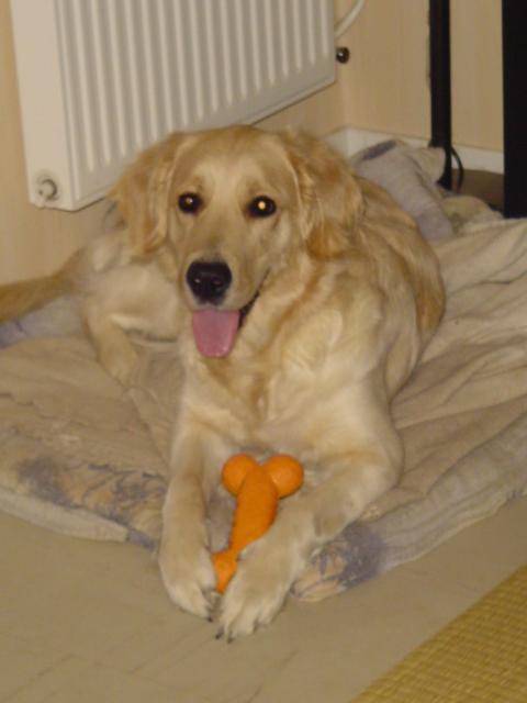GOLDEN RETRIEVER VIKKI - Golden Retriever
