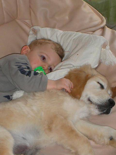 golden retriever - Golden Retriever