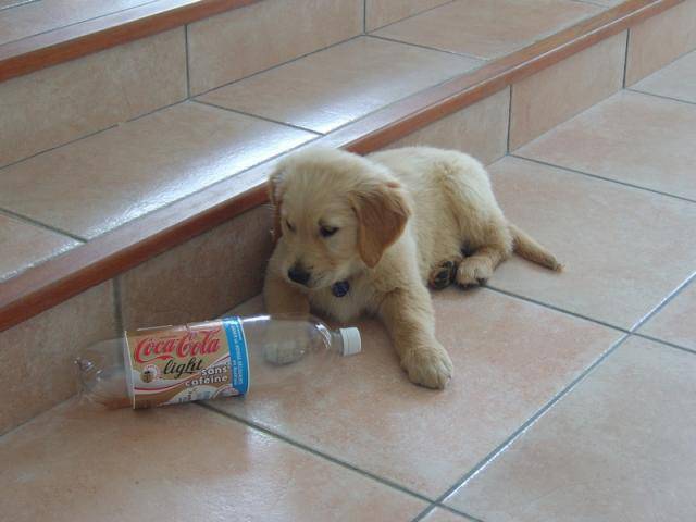 Criss golden retriever - Golden Retriever