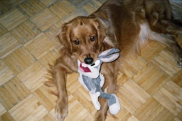 Valence, Golden Retriever - Golden Retriever