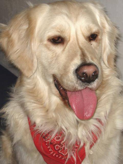 golden retriever SCOOBY - Golden Retriever