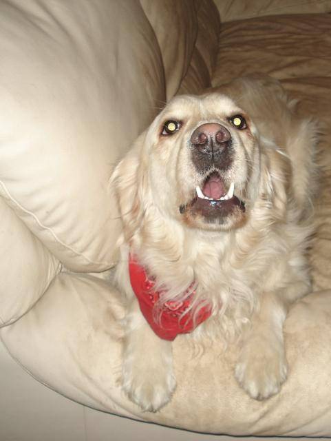 golden retriever SCOOBY - Golden Retriever