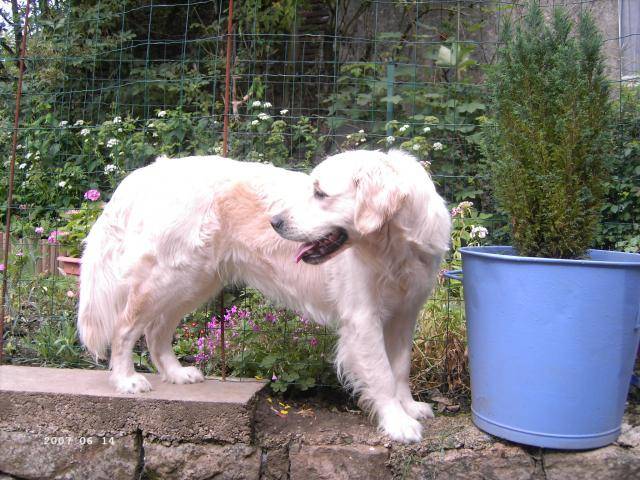 golden retriever cannelle - Golden Retriever