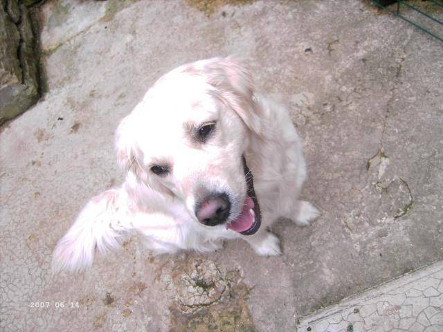 golden retriever a'cannelle du jardin d'ardenne - Golden Retriever